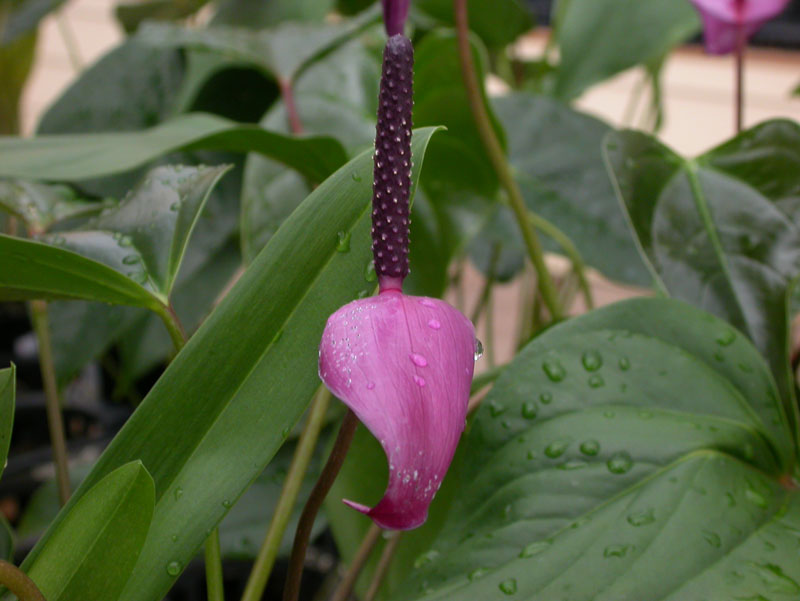 DSCN0240