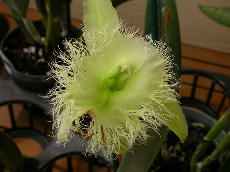DSCN0250