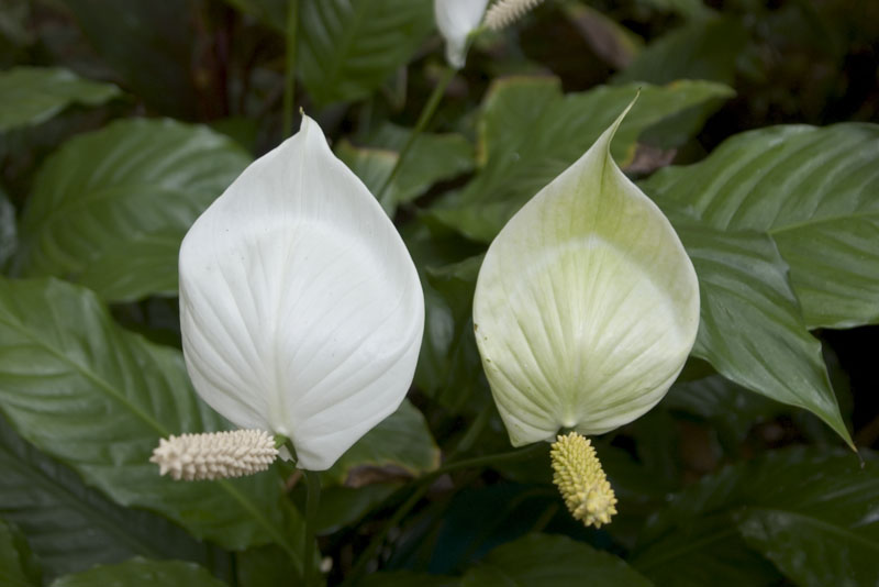 IMGP0844
