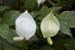 IMGP0844