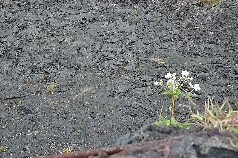 IMGP0954
