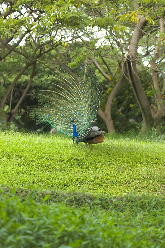 IMGP0780